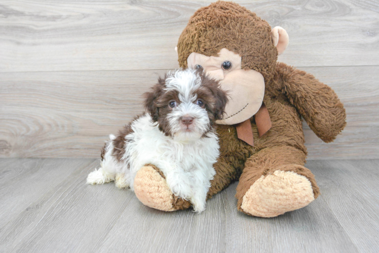 Havanese Puppy for Adoption