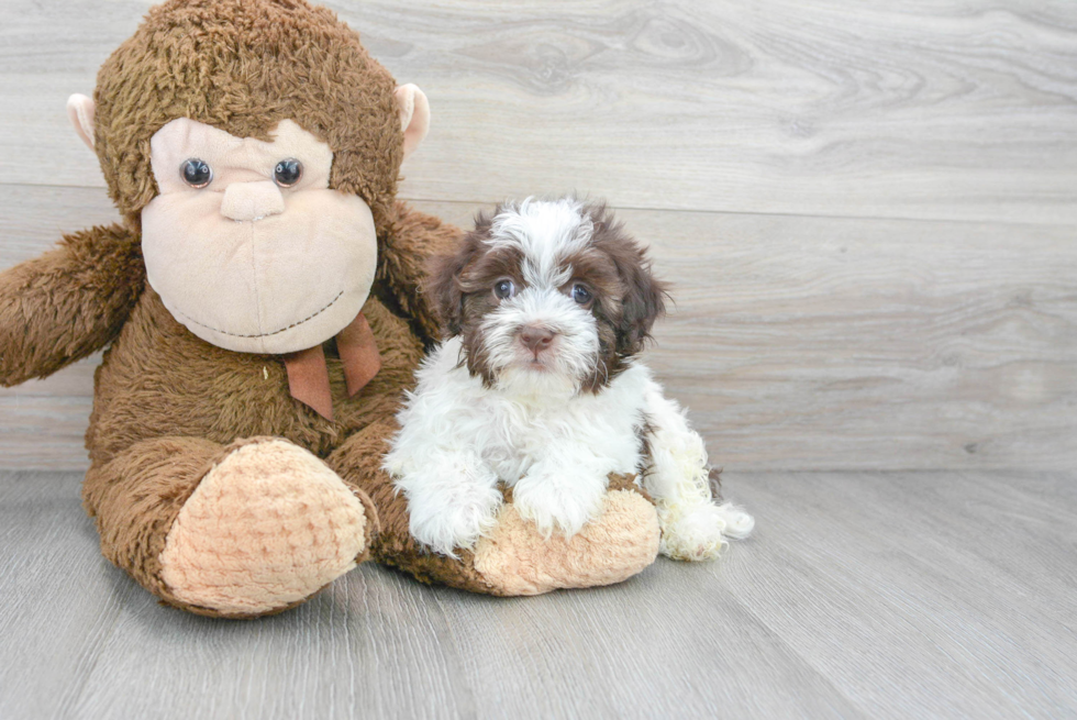 Havanese Puppy for Adoption