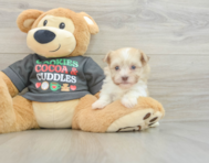 5 week old Havanese Puppy For Sale - Windy City Pups