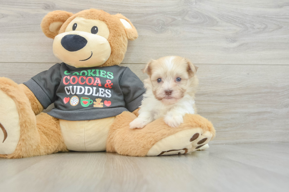 6 week old Havanese Puppy For Sale - Windy City Pups