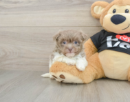 5 week old Havanese Puppy For Sale - Windy City Pups