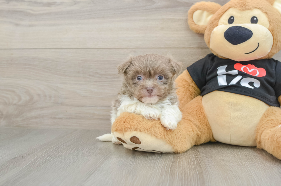 5 week old Havanese Puppy For Sale - Windy City Pups