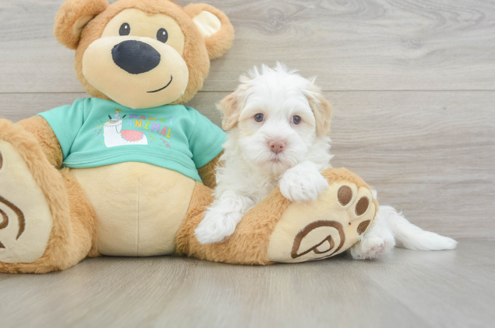 5 week old Havanese Puppy For Sale - Windy City Pups