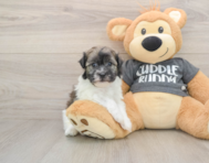 5 week old Havanese Puppy For Sale - Windy City Pups