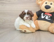 7 week old Havanese Puppy For Sale - Windy City Pups