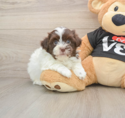 6 week old Havanese Puppy For Sale - Windy City Pups