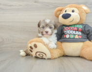 5 week old Havanese Puppy For Sale - Windy City Pups