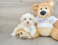 8 week old Havanese Puppy For Sale - Windy City Pups