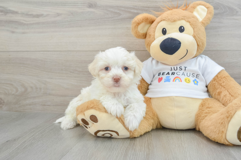 7 week old Havanese Puppy For Sale - Windy City Pups