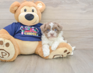 6 week old Havanese Puppy For Sale - Windy City Pups