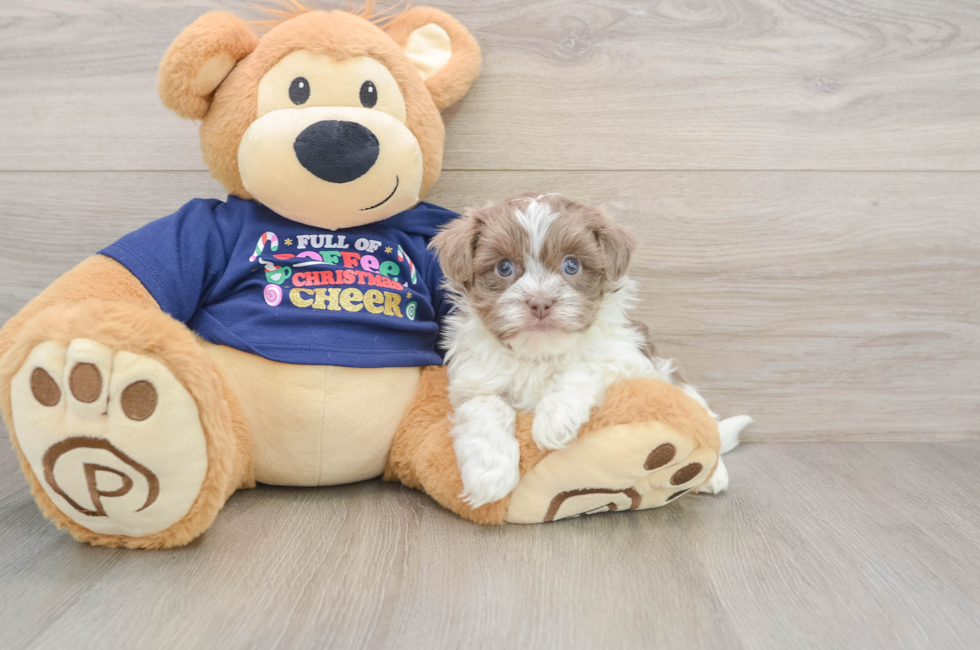 6 week old Havanese Puppy For Sale - Windy City Pups