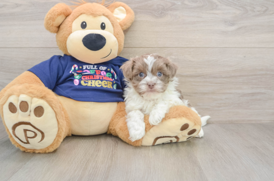 Havanese Pup Being Cute
