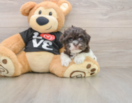 7 week old Havanese Puppy For Sale - Windy City Pups