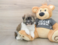5 week old Havanese Puppy For Sale - Windy City Pups