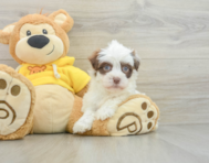 7 week old Havanese Puppy For Sale - Windy City Pups