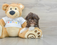 8 week old Havanese Puppy For Sale - Windy City Pups