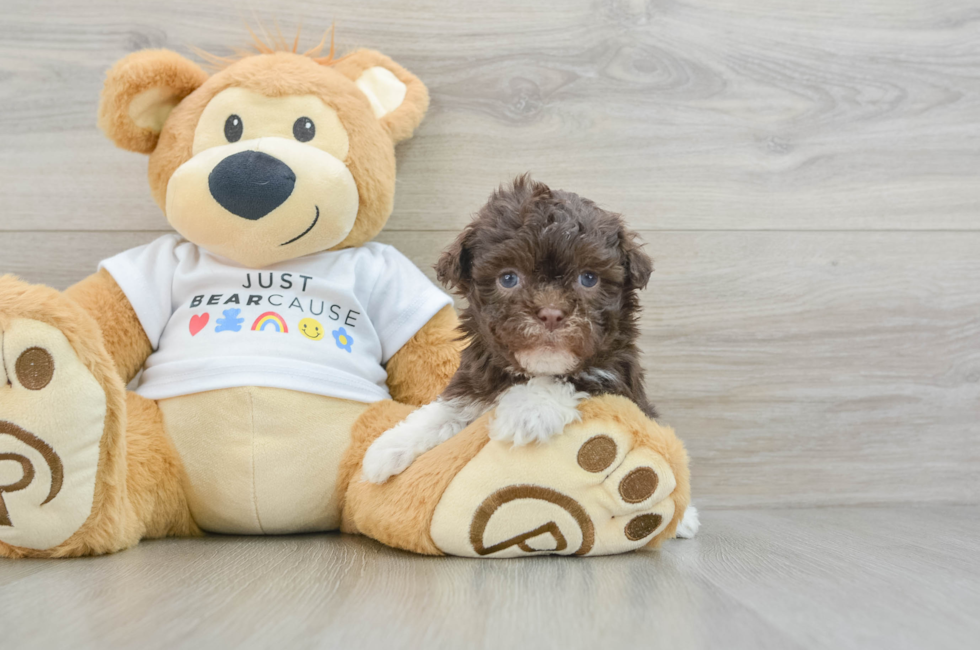 7 week old Havanese Puppy For Sale - Windy City Pups