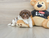 5 week old Havanese Puppy For Sale - Windy City Pups