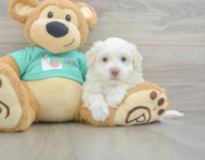 7 week old Havanese Puppy For Sale - Windy City Pups