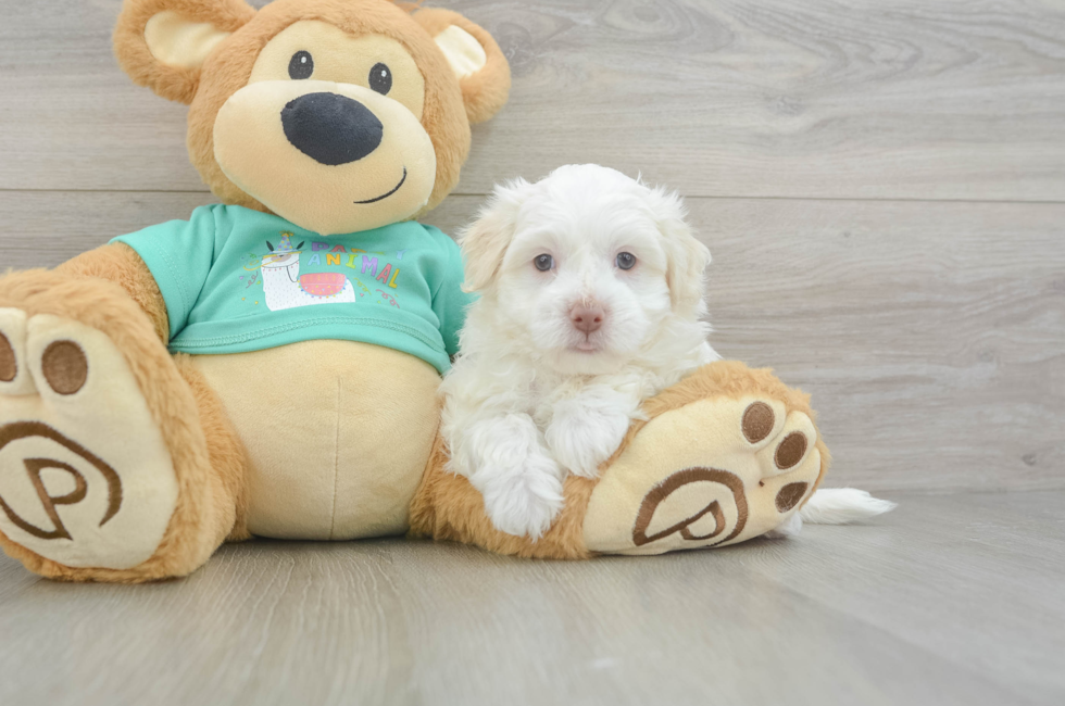5 week old Havanese Puppy For Sale - Windy City Pups