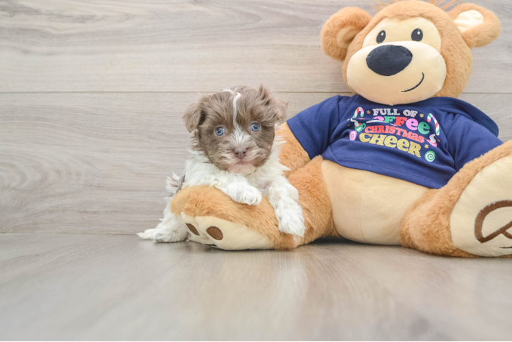 Friendly Havanese Baby