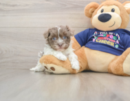 6 week old Havanese Puppy For Sale - Windy City Pups