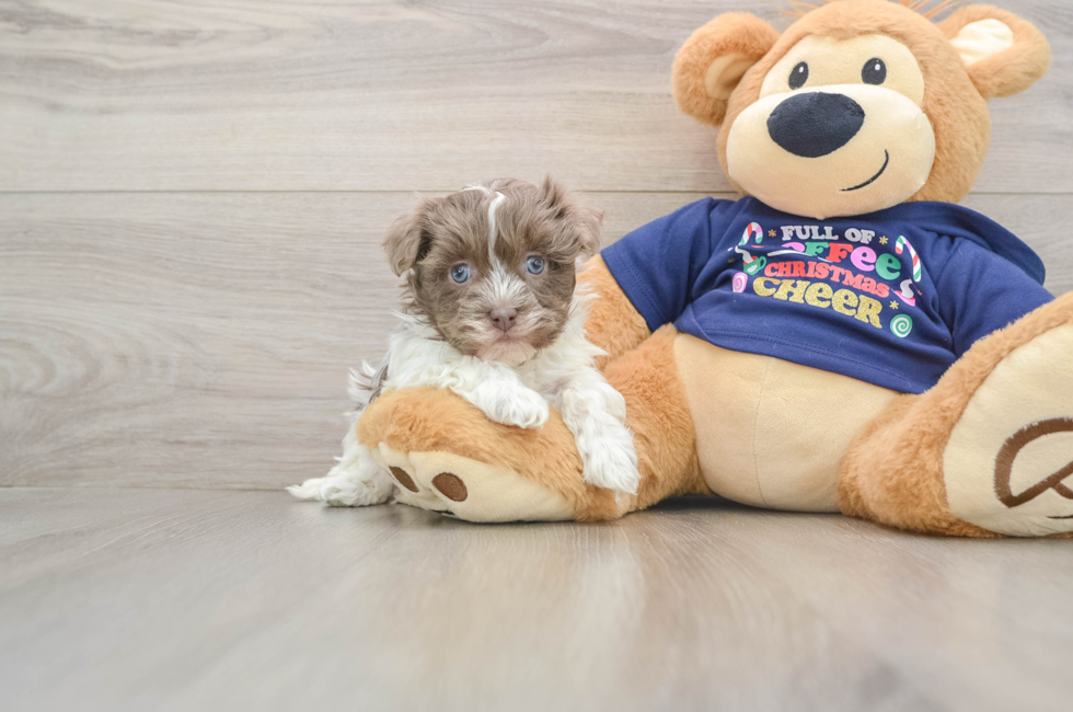 6 week old Havanese Puppy For Sale - Windy City Pups