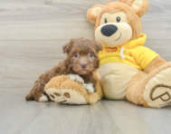 6 week old Havanese Puppy For Sale - Windy City Pups