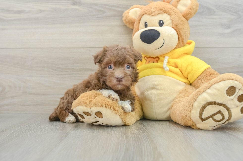 6 week old Havanese Puppy For Sale - Windy City Pups