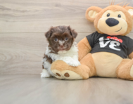 7 week old Havanese Puppy For Sale - Windy City Pups