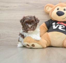 6 week old Havanese Puppy For Sale - Windy City Pups