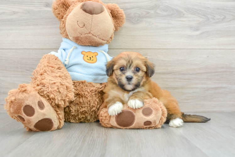 Little Havanese Purebred Pup