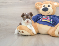 6 week old Havanese Puppy For Sale - Windy City Pups