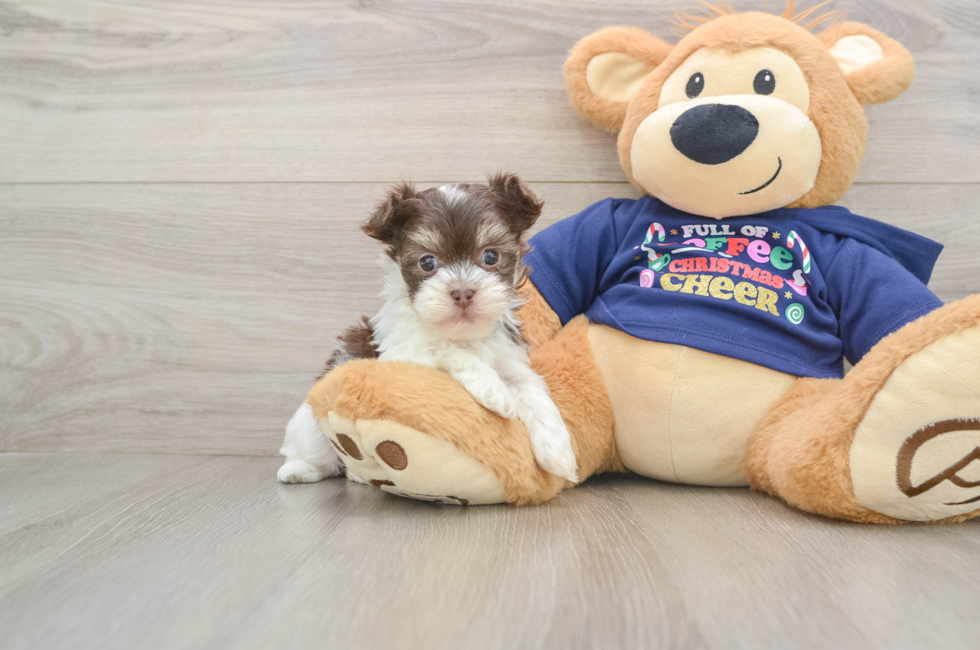 6 week old Havanese Puppy For Sale - Windy City Pups