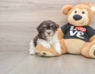 7 week old Havanese Puppy For Sale - Windy City Pups