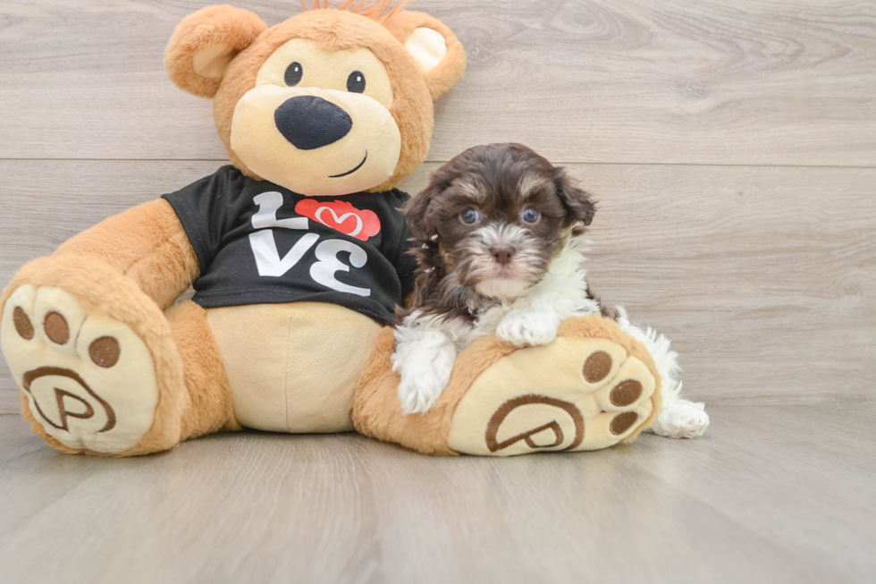 Petite Havaneser Purebred Puppy