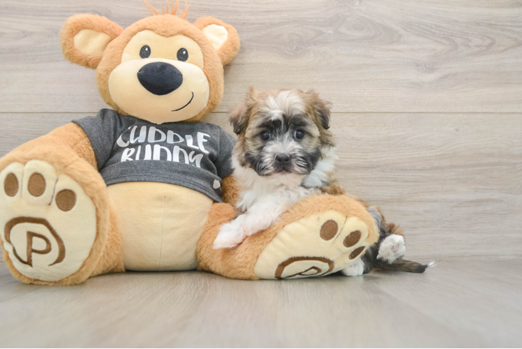 Petite Havanese Cuban Bichon Purebred Puppy