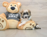 5 week old Havanese Puppy For Sale - Windy City Pups