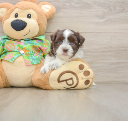 5 week old Havanese Puppy For Sale - Windy City Pups
