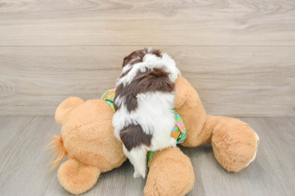 Havanese Pup Being Cute