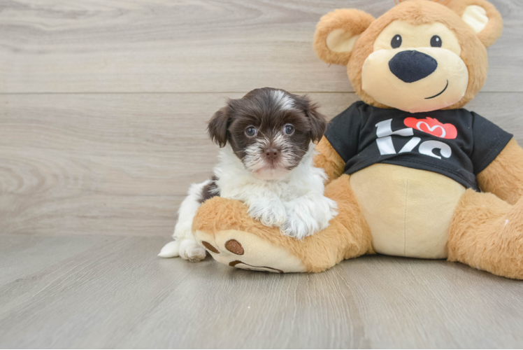 Popular Havanese Baby