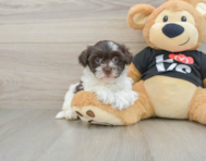 5 week old Havanese Puppy For Sale - Windy City Pups