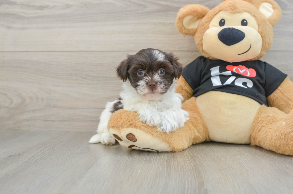 5 week old Havanese Puppy For Sale - Windy City Pups