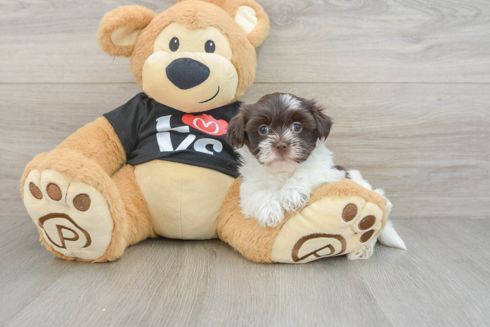 Havanese Pup Being Cute