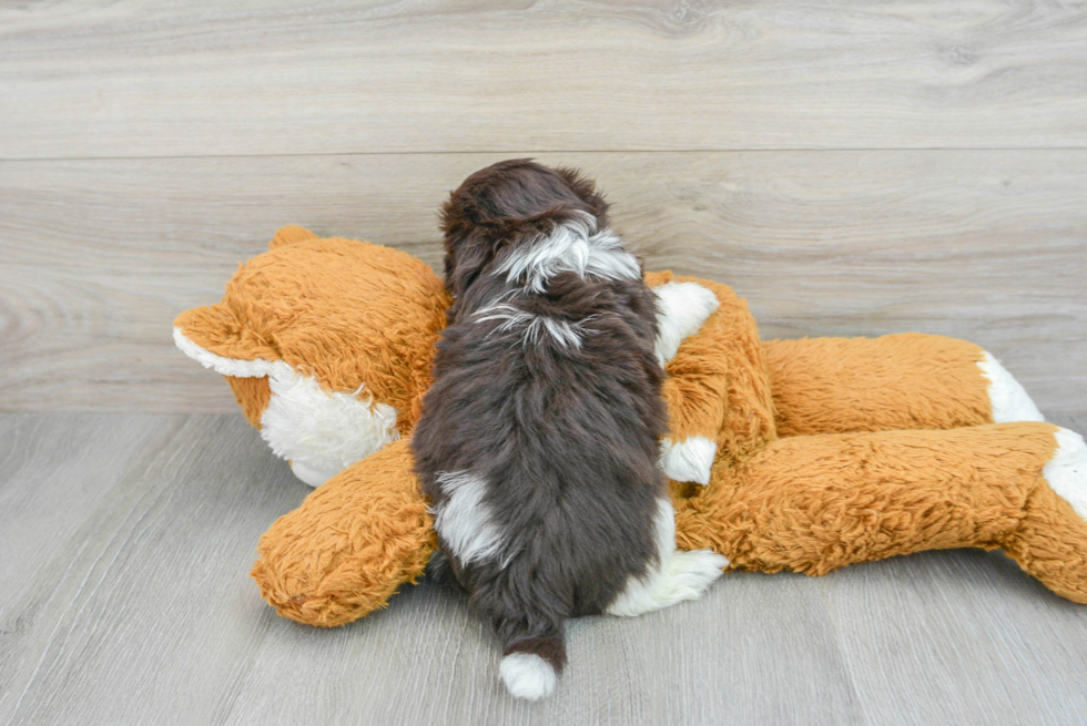 Havanese Pup Being Cute