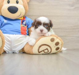 6 week old Havanese Puppy For Sale - Windy City Pups