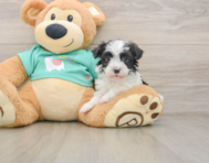 5 week old Havanese Puppy For Sale - Windy City Pups