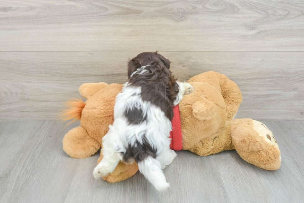 Happy Havanese Purebred Puppy