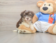 8 week old Havanese Puppy For Sale - Windy City Pups