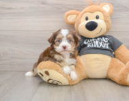 5 week old Havanese Puppy For Sale - Windy City Pups